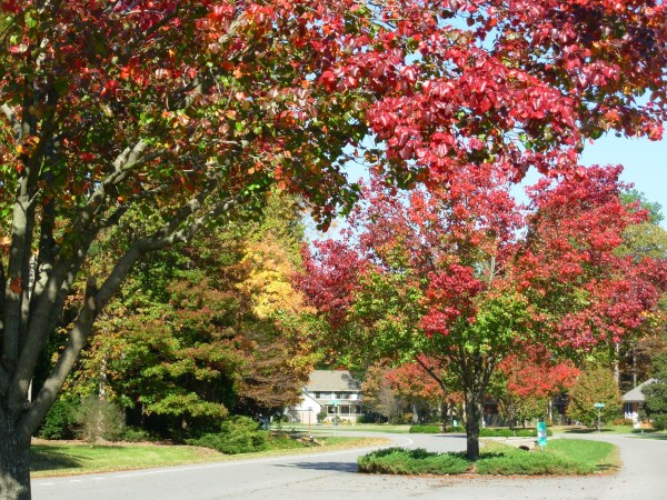 Our Yorktown neighborhood in Fall 2008
