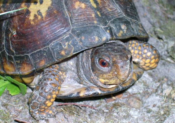 Our box turtle pays a visit in June, 2005
