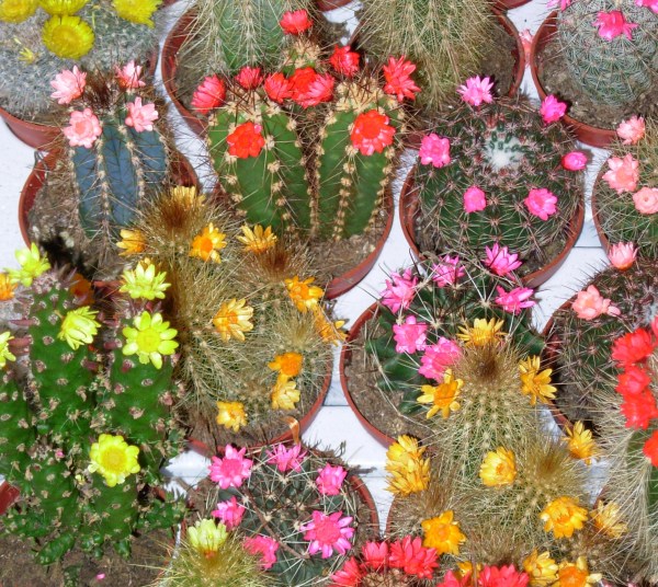 Cactus flowers in an Amsterdam floral shop, March 2007