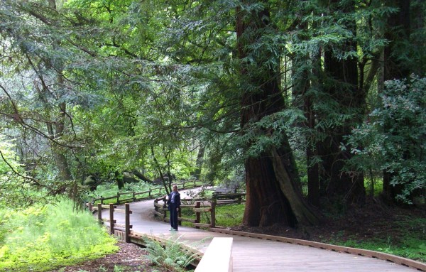 Jeff took this photo of me in 2003, on one of my many visits to Muir Woods