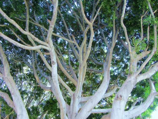 A tree that caught my eye while walking in Culver City, California 2011