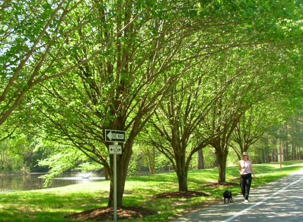 Jeff snapped this photo of me walking Pasha in our neighborhood, April 2009