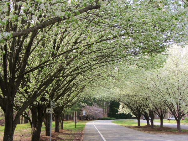 These trees flower gloriously, although briefly, every year - here it was March 2012