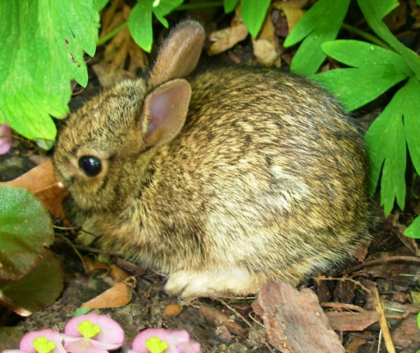 Jeff spotted this baby bunny hiding between the begonias and bleeding hearts, June 2007