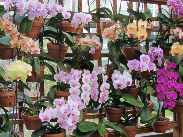 Orchids bloom beautifully at the Atlanta Botanical Garden, March 2012