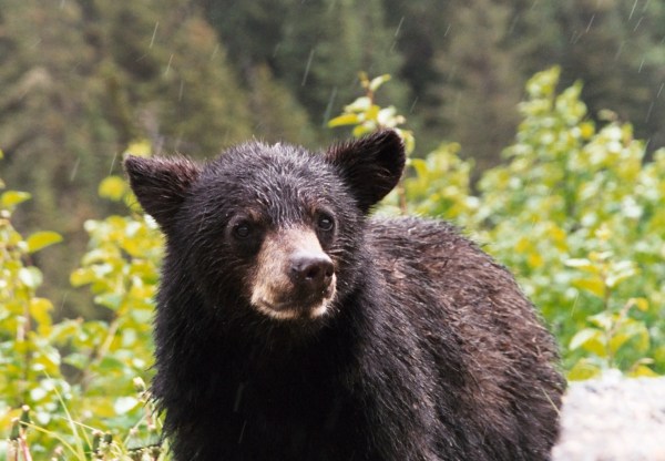 This cub was as curious about us as we were about him! Near Skagway, Alaska, June 2000