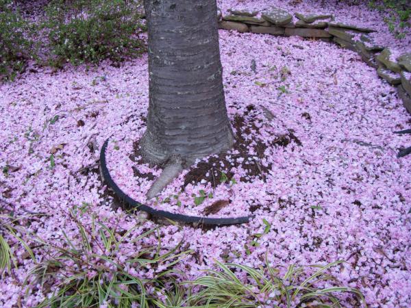 "Pink snow" surrounds our cherry blossom trees, covering the lawn and sidewalks, 2012
