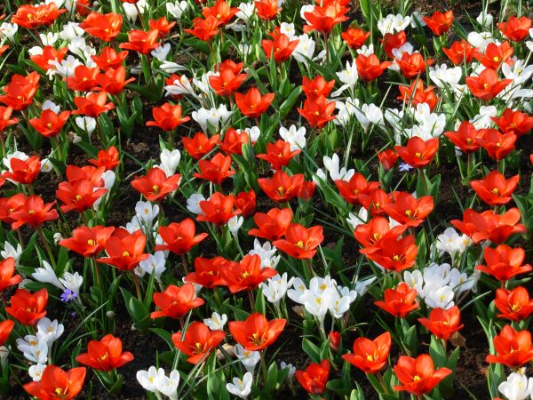 The party at Keukenhof (in the Netherlands) was well underway in this photo taken in late March 2007