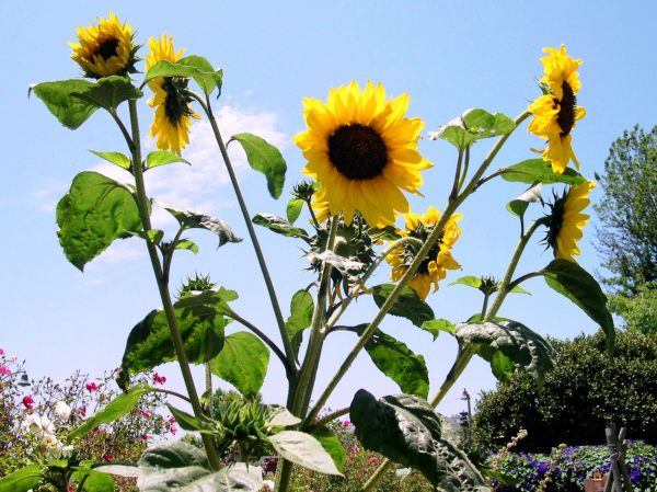 I photographed these sunflowers at San Juan Capistrano in July 2004