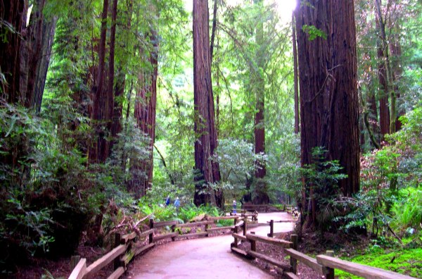 Another unsuccessful attempt to capture the indescribable: Muir Woods, May 2003