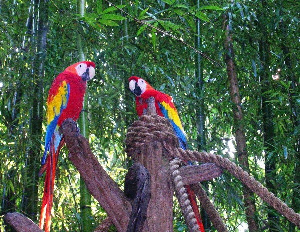 I photographed these parrots at Disney World, where they tactfully refrained from speaking.  August 2003