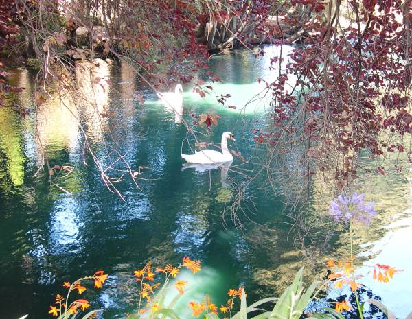 Swans go with the flow at the Palace of Fine Arts, San Francisco, July 2003
