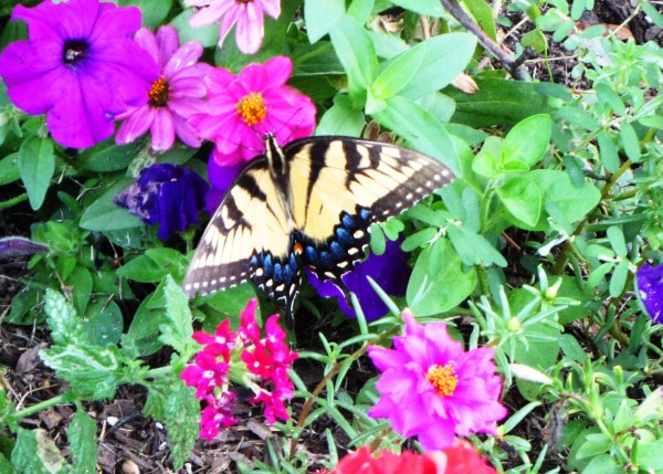This tiger swallowtail fluttered by in time to pose for today's quote, August 2013