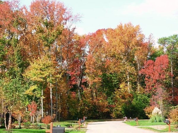 This photo was taken just down the street from our York home during autumn, 2008.