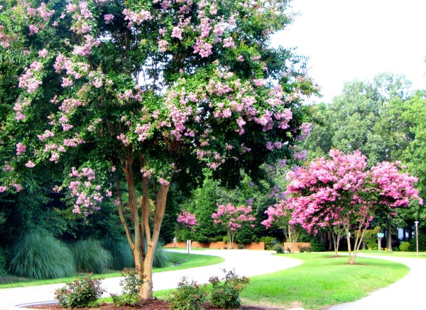 These crape myrtle trees brighten my summer walks every year. August 2013