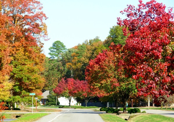 Taken on my daily walk in our York neighborhood, November 2008
