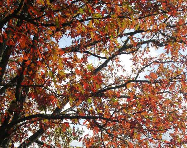 Autumn leaves at Colonial Williamsburg remind me of all that I love about the season. November, 2004