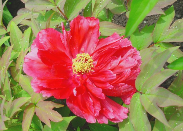 One of countless love notes from God, this one at the Montreal Botanical Garden, May 2009
