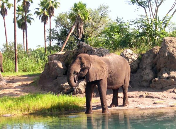 I photographed this elephant at Disney's Animal Kingdom, August 2003.