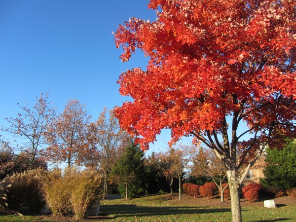 Autumn tree 2 Nov 2013