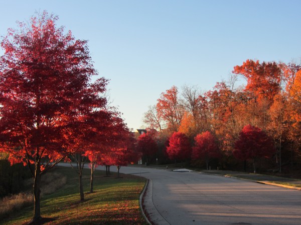 Autumn walk 4 Nov 2013