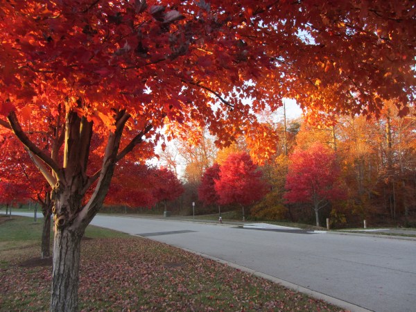 Autumn walk 5 Nov 2013