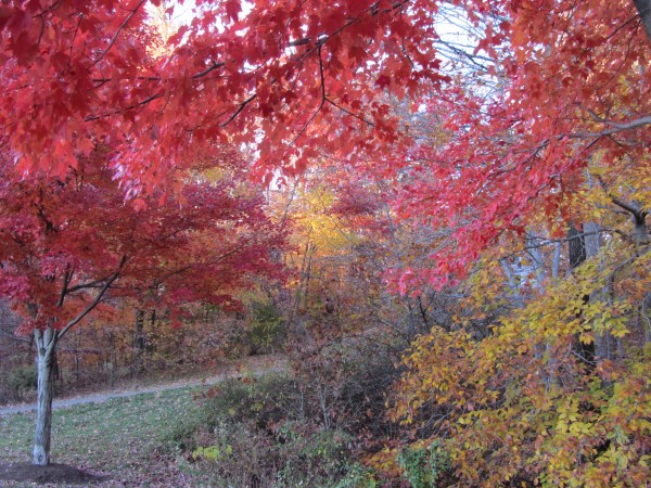 Autumn walk 9 Nov 2013