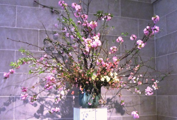 Cherry blossoms carefully cultivated to bloom when needed most. Washington DC, March 2013