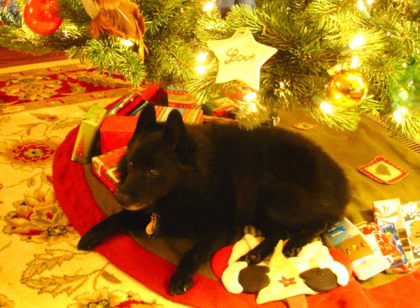 Pasha always loved to relax under the Christmas tree. December 2010