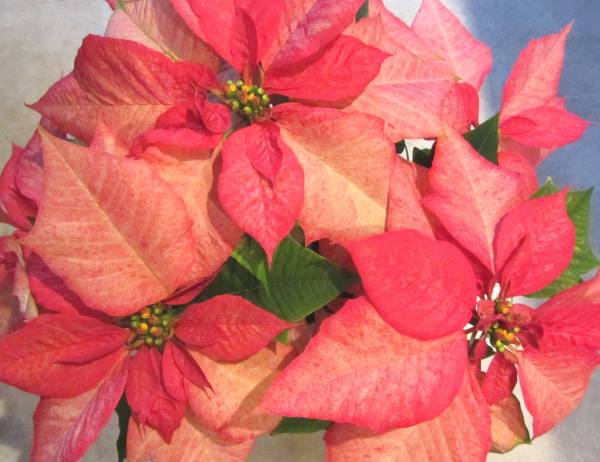 These lovely Poinsettias were a gift from our friend Tammy in December, 2012.
