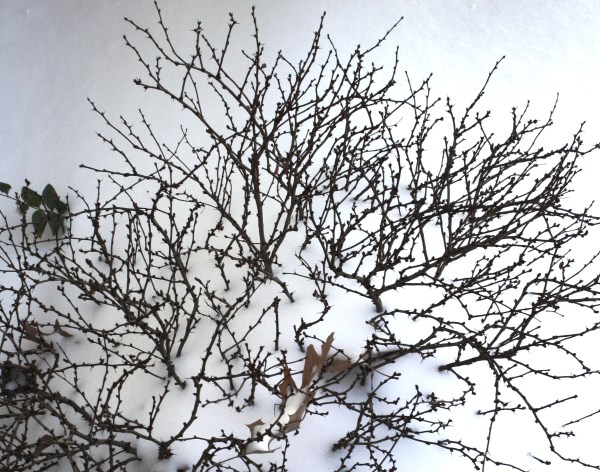 Fragile but unbroken, a shrub sleeps beneath a blanket of snow, January 2010.