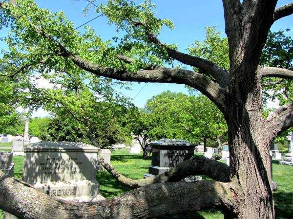 A tree entwined with headstones at Arlington National Cemetery, April 2012