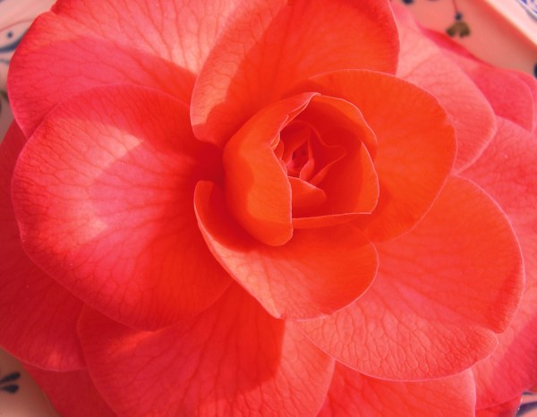 I photographed this camellia from our yard on January 15, 2003.