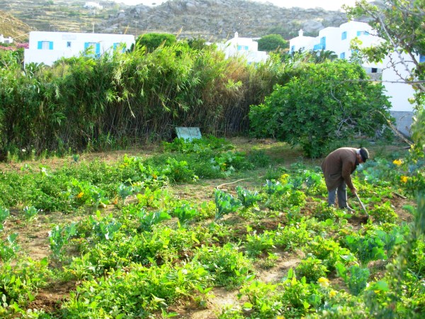 A gardener in Mykonos, Greece, tending his plants. May 2008