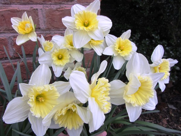 Without a word, just by being there, these flowers lift our spirits. Wouldn't it be nice if we could do the same?