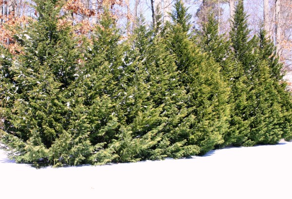 Snow accents our neighbors' beautifully hardy evergreens, January 2010.