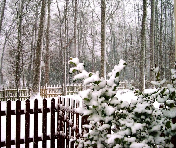 Inconvenient, even dangerous, but also beautiful; a December 2004 snowstorm.