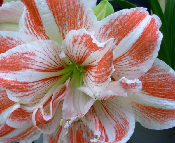 Intricate simplicity: a single flower as a call to serenity.  Keukenhof, the Netherlands, March 2007
