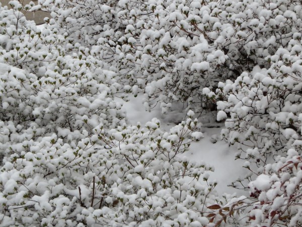 These are the plants that were posted recently, photographed in happier times.