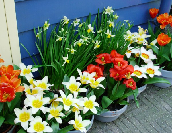 The first flowers of spring won't last, but we can enjoy them today! Keukenhof, the Netherlands, March 2007