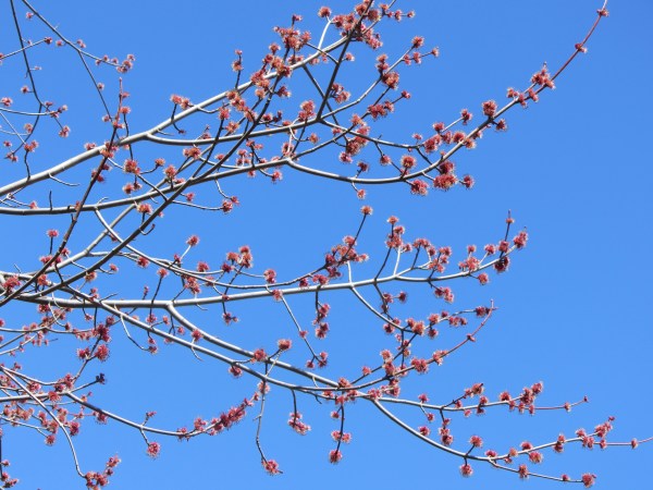 No leaves yet, but the skies are blue and the trees are budding! March 2013