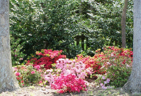 Some of our azaleas as photographed on Easter morning, April 2012