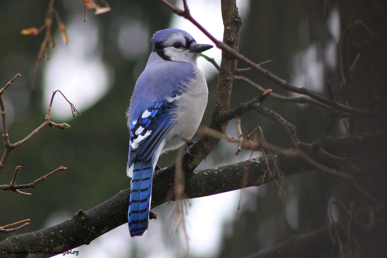 Blue Jay
