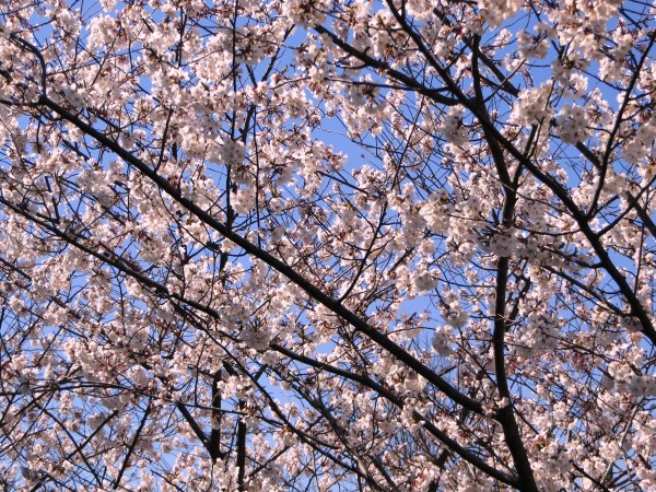 Once a year for about a week, we are treated to this sight out our bedroom and bathroom windows.  Photographed from our bedroom window, Alexandria, Virginia, April 9, 2014