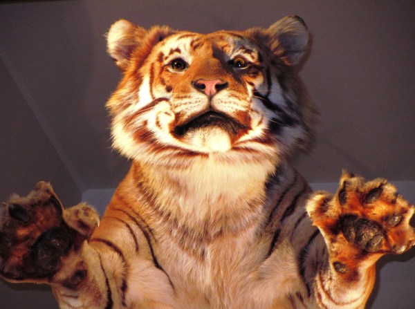 This mounted tiger appears high overhead at the Museum of Natural History. The Smithsonian Institution, Washington DC, April 2013