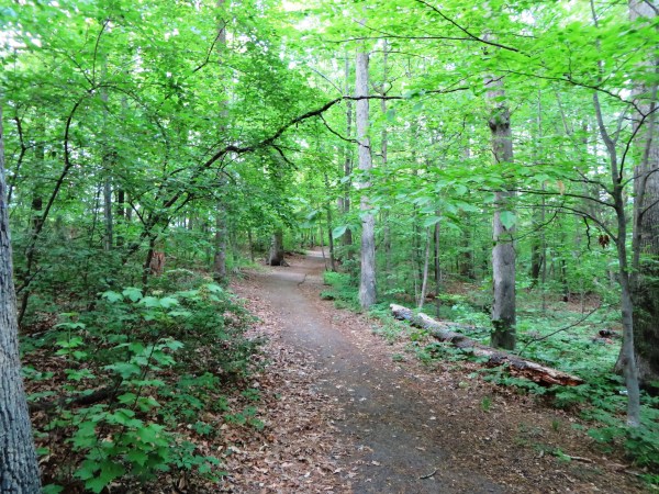 It's wonderfully cool here, even on hot days, and dogs and joggers love to run here.