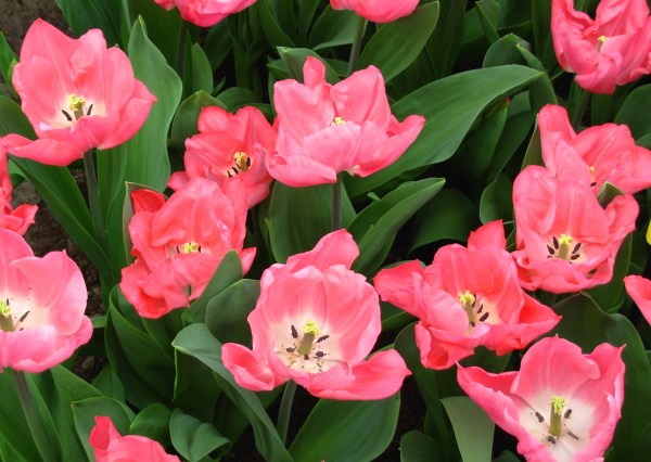 Double pink tulips at Keukenhof, in the Netherlands, March 2007 - instant happiness!