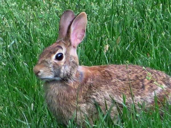 There was nothing that seemed wild about this wild visitor on May 14, 2014