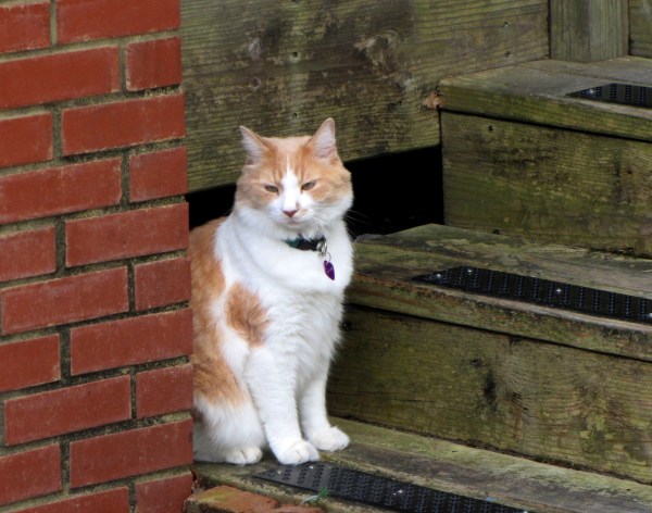 I met this contemplative kitty while strolling on Roanoke Island, September 2013.