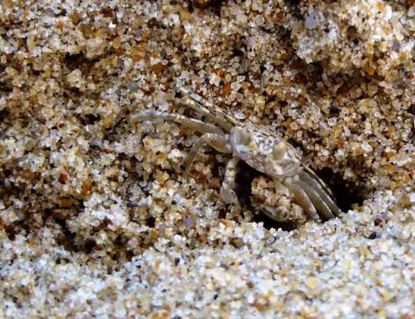 A few grains at a time, this tiny sand crab dug an impressive hole. Dam Neck, Virginia, June 2014